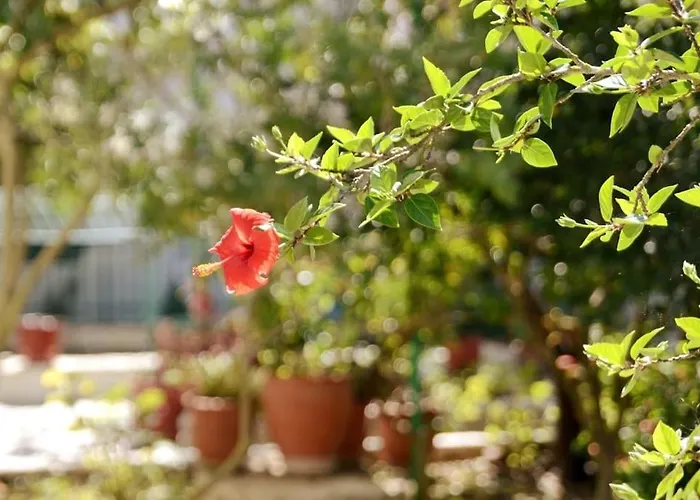 Apartament Babis - Loggos