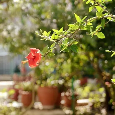 Daire Babis - Loggos